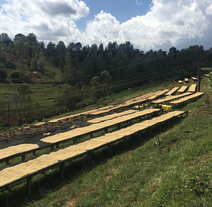 Kenia Mamba Negra 2.0 | Ficha técnica