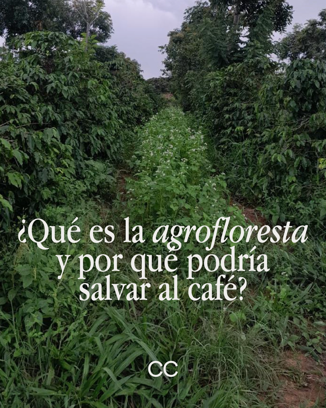 Agrofloresta